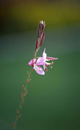 可憐な花