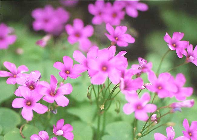 かれんな花