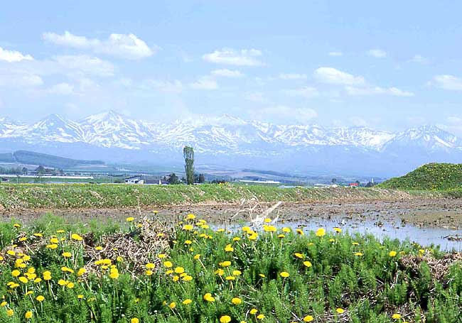 タンポポ野原と雪山