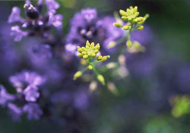 菜の花つぼみ