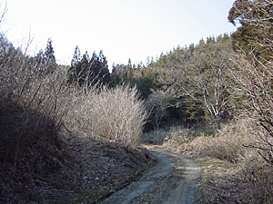 周辺の風景