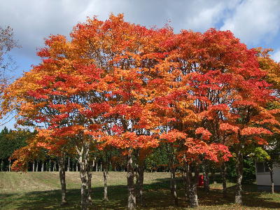 紅葉