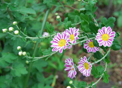 chrysanthemum