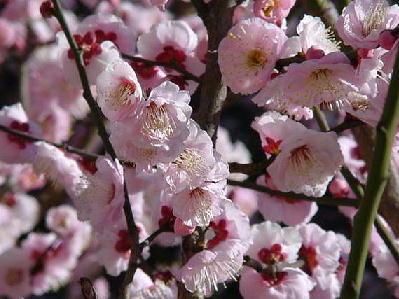 紅梅 枝