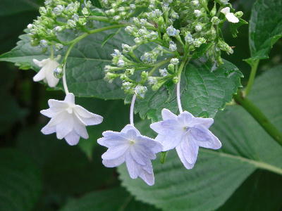 墨田の花火