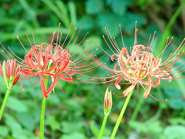 曼珠沙華