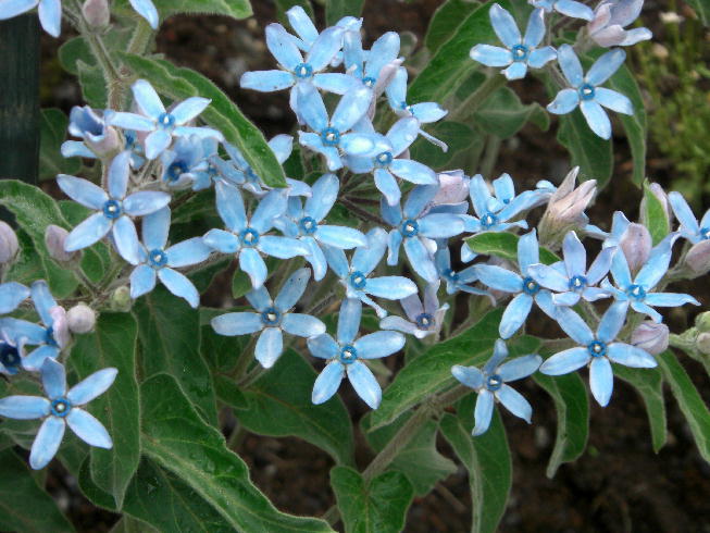 tweedia_caerulea